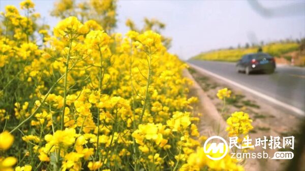 磁县“限定版”春日美景逐步上线！