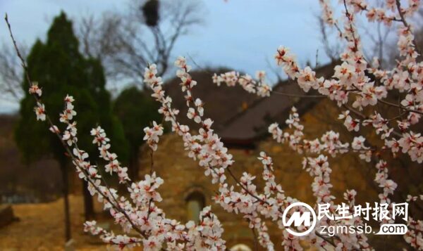 磁县“限定版”春日美景逐步上线！