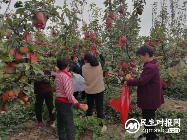 梨农时凡举的重阳节