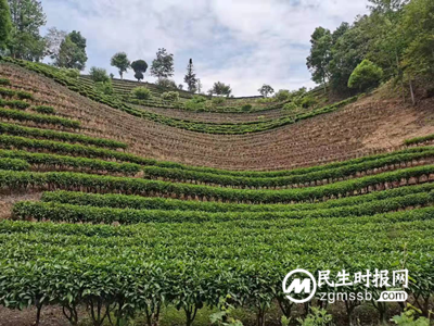 凤庆启动2022年中国临沧凤庆红茶节暨茶马文化推广周